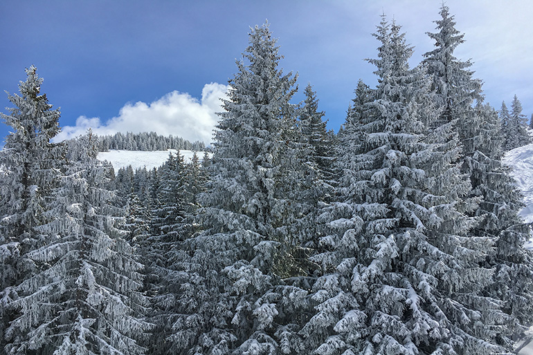 Luminen vuoristomaisena, jossa on havupuita lumen peitossa.