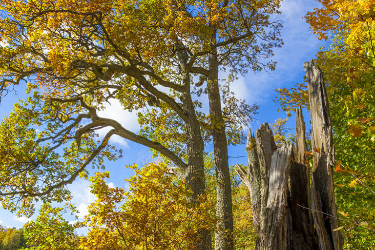 Monimuotoinen tammimetsä, jossa lehdet syysruskan väreissä