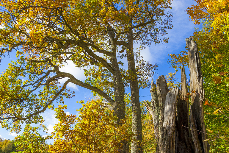 Monimuotoinen tammimetsä, jossa lehdet syysruskan väreissä