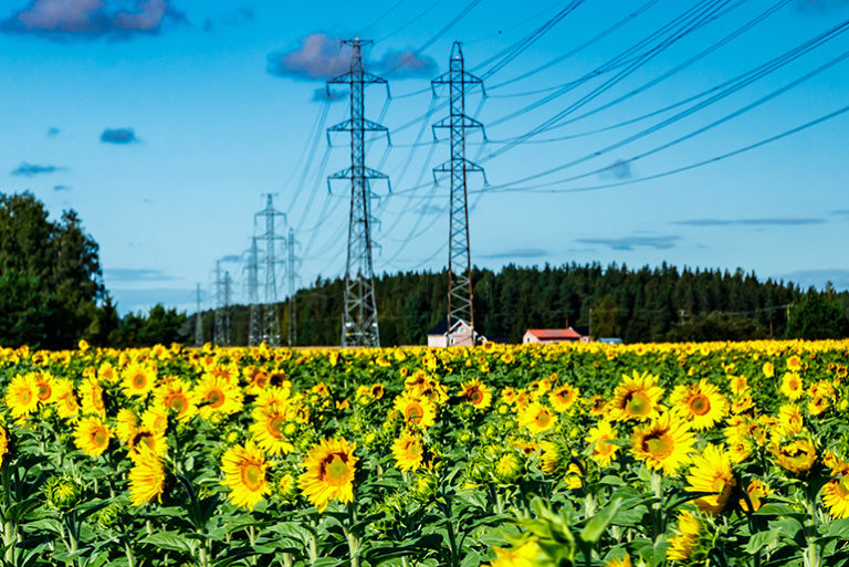 Keltaisia auringonkukkia sähkövoimalinjan ja sinisen taivaan alla
