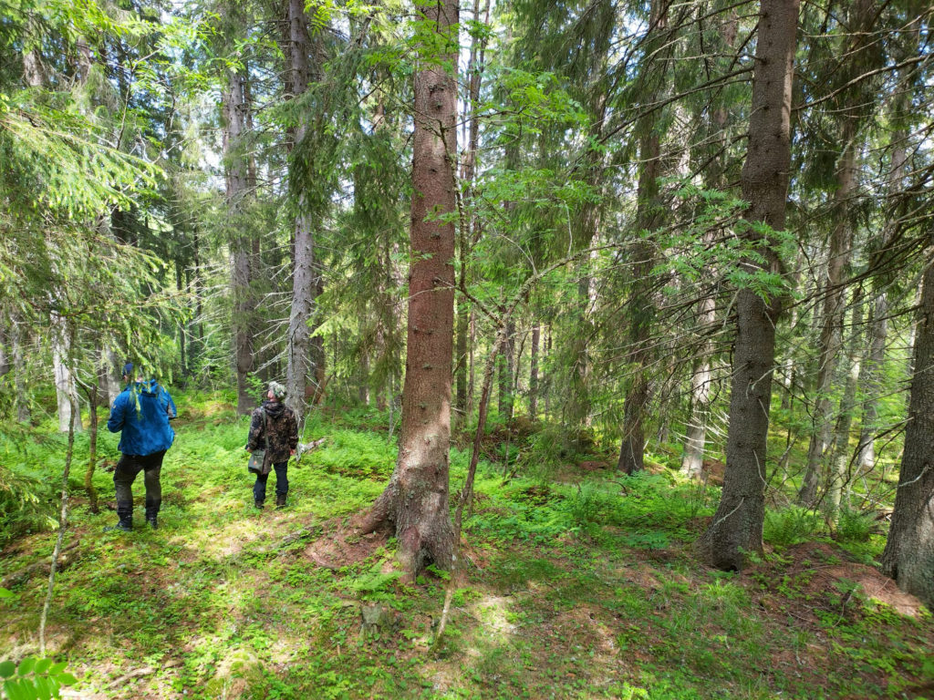 Kaksi mieshenkilöä kävelee kuusimetsässä.