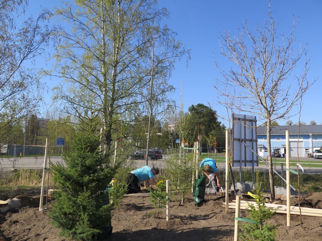 Hiilimetsänen Keravalla, jossa on pieneen tilaan istutettu erilajisia, nopeakasvuisia ja hiilensidontakyvyltään tehokkaita puita.